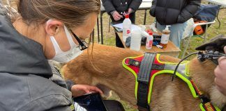Evalúan la salud y el bienestar de los perros que practican deporte de alto rendimiento IGP