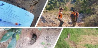 ViaLynx: avances en la identificación del hábitat idóneo para el lince ibérico en el este peninsular