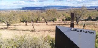 El proyecto ViaLynx presenta sus resultados para la reintroducción del lince ibérico en el este peninsular
