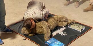 Formando en emergencias veterinarias a los guías caninos de la Policía Militar europea