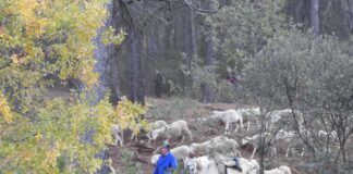 Estudiantes y profesores de Veterinaria, testigos de los retos de la Trashumancia