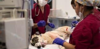 Ayuda y atención a los animales afectados por la DANA, desde el Hospital Clínico Veterinario de la CEU UCH