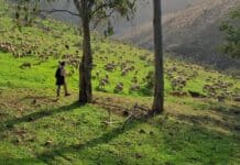 Collares GPS para ovejas, por la continuidad de la trashumancia