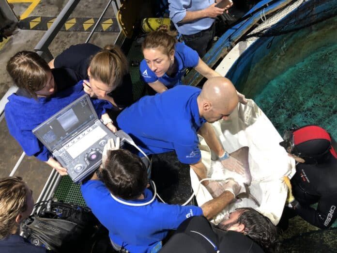Ecografía veterinaria a una raya del Oceanogràfic