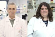 Los virus ‘escuchan’ a otros virus: investigadores de la CEU UCH participan en un nuevo hallazgo sobre comunicación entre virus distintos