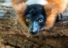 Veterinarios de BIOPARC Valencia y la CEU UCH realizan con éxito una cirugía para devolver la visión a un lémur en peligro de extinción