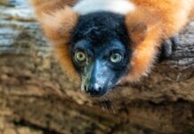 Veterinarios de BIOPARC Valencia y la CEU UCH realizan con éxito una cirugía para devolver la visión a un lémur en peligro de extinción