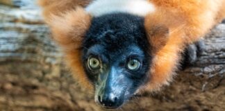 Veterinarios de BIOPARC Valencia y la CEU UCH realizan con éxito una cirugía para devolver la visión a un lémur en peligro de extinción