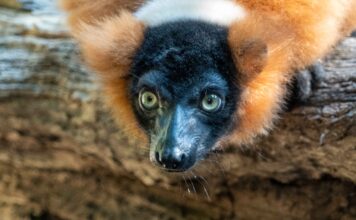 Veterinarios de BIOPARC Valencia y la CEU UCH realizan con éxito una cirugía para devolver la visión a un lémur en peligro de extinción