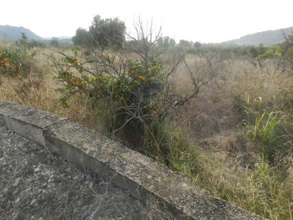 campos abandonados en la comarca de La Ribera / Foto: M. Hernández.