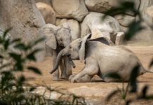 BIOPARC Valencia cumple 18 años como modelo de éxito y punto de encuentro entre la conservación y la sociedad