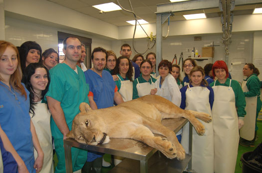Los estudiantes de Verterinaria antes de realizar la necropsia a la leona.