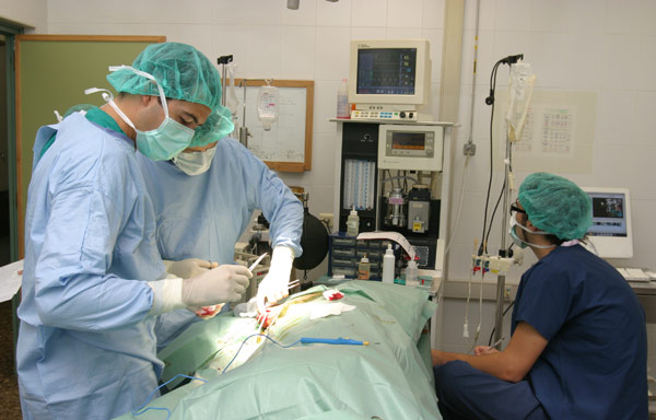 El Hospital Clínico Veterinario, premiado por el Grupo Eco 3, presta sus servicios especializados a la sociedad valenciana desde el año 2002.